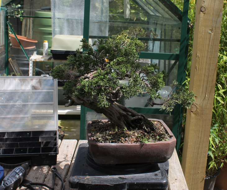 A Dying Juniper Bonsai